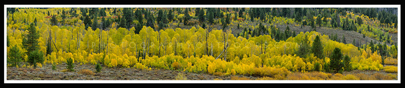 'Shades of Yellow' ~ High Uinta Mountains