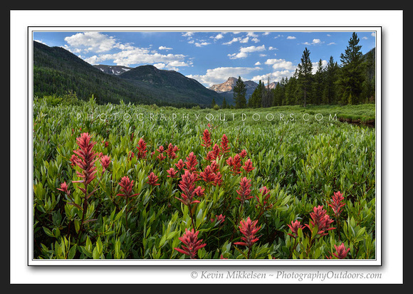 'Meadow of Color' ~ High Uinta Mountains