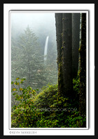 'Hidden in the Mist' ~ Silver Falls State Park
