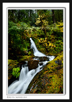 'Result of Rain' ~ Gifford-Pinchot Nat'l Forest