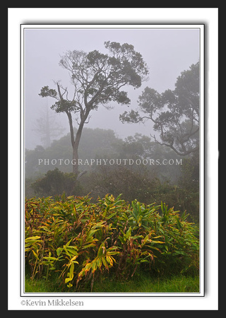 'Cloudy Mist' ~ Kauai