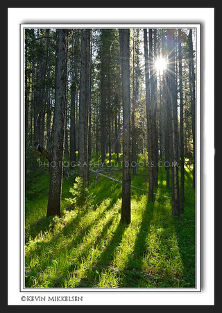 'Forest Glade' ~ Bridger National Forest