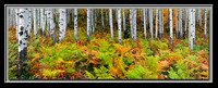 'Aspens and Ferns' - Wasatch Nat'l Forest