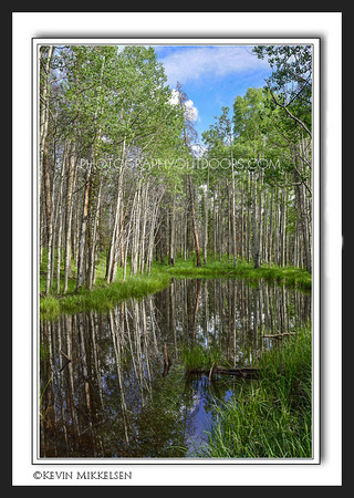 'Double Aspen' ~ North Slope Road/Uinta Mountains