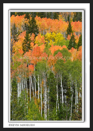 'Forest of Color' ~ High Uinta Mountains