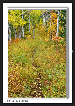 'Forest Trail' ~ Wasatch Nat'l Forest