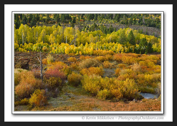 'Willows and Aspens' ~ High Uinta Mountains