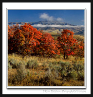 'Trappers Maples' ~ Wasatch Nat'l Forest