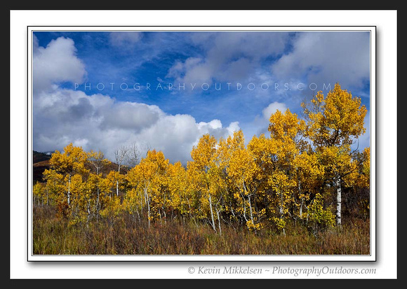 'Autumn Aspen Grove' ~ North Fork/Ogden Valley