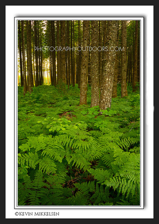 'Fern Forest' ~ Gifford-Pinchot Nat'l Forest