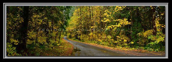 'Autumn Road' ~ Gifford-Pichot Forest