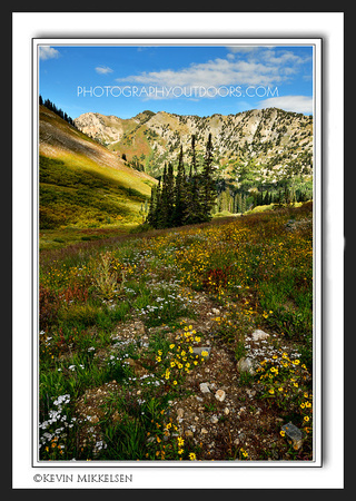 'September Blooms' ~ Little Cottonwood Canyon