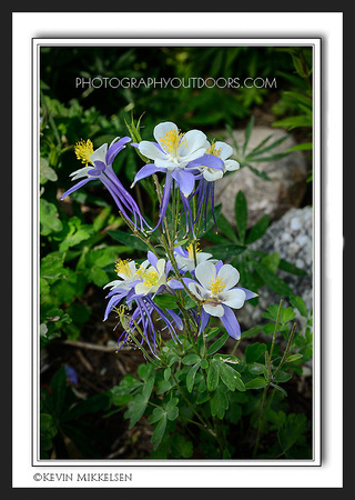 'Columbine Cluster' ~ Wasatch Mountains