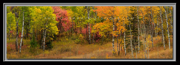 'Color Variety' ~ Old Snowbasin Road