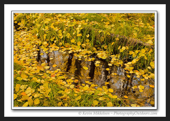 'Aspen Water' ~ Caribou National Forest