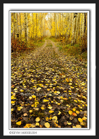 'Yellow Aspen Road' ~ Uinta National Forest
