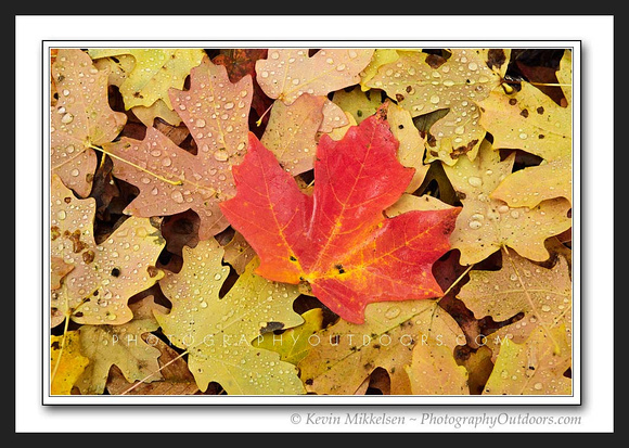 'Autumn Maple' ~ Wasatch/Cache Nat'l Forest