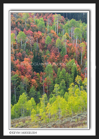 'Forest Hues' ~ Logan Canyon/Tony Grove