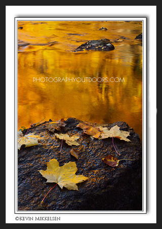 'Golden Autumn Glow' ~ Ogden River