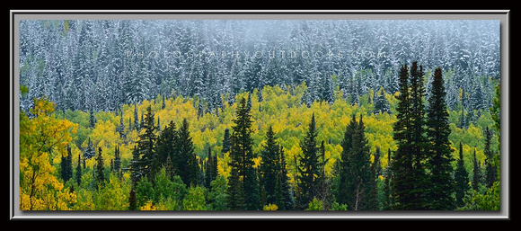 'Fall in the Forest' ~ Big Cottonwood Canyon