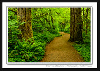 'Rain Forest Trail' ~ Silver Falls State Park