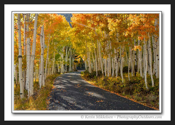 'Road of Color' ~ Fish Lake Nat'l Forest