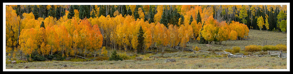 'Autumns Past' ~ near Cedar Breaks/Southern Utah