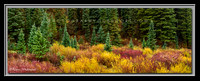 'Carpet of Color' ~ Big Cottonwood Canyon