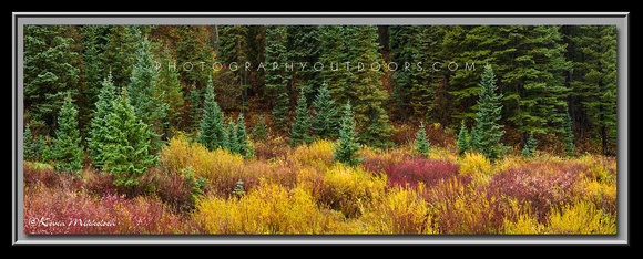 'Carpet of Color' ~ Big Cottonwood Canyon