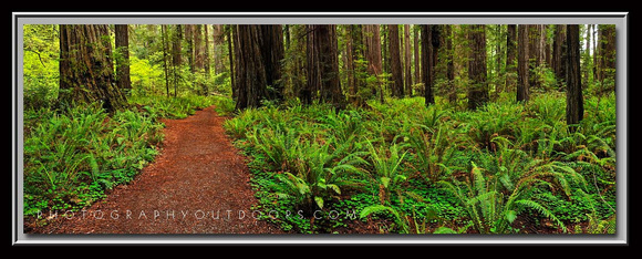 'Redwood Serenity' - Oregon