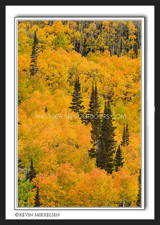 'Green and Gold' ~ Empire Pass/Park City