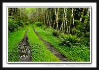 'Lonely Wilderness Trail' ~ Olympic Nat'l Forest
