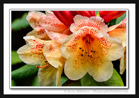 'Rhododendron Bloom' ~ Tumwater Park, Olympia