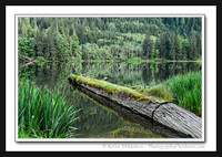 'Beaver Lake Reflection' ~ near Forks, WA