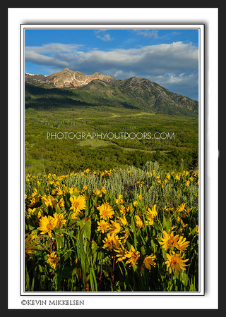'Snowbasin's Blooms' ~ Wasatch Nat'l Forest