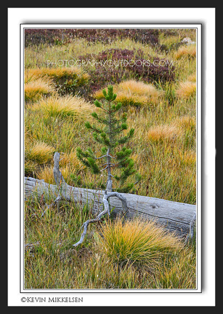 'Autumn Grasses' ~ High Uinta Mountains