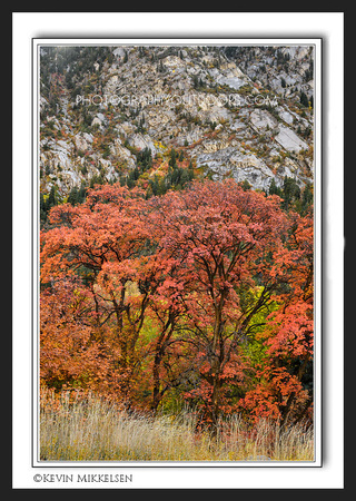 'Maples on Display' ~ Little Cottonwood Canyon