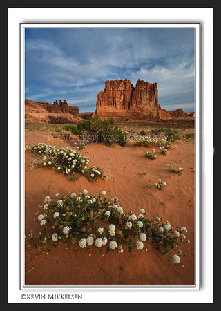 'Life in the Desert' ~ Arches Nat'l Park