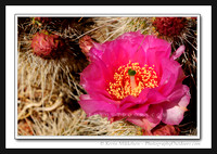 'Desert Cactus' - Zion Nat'l Park