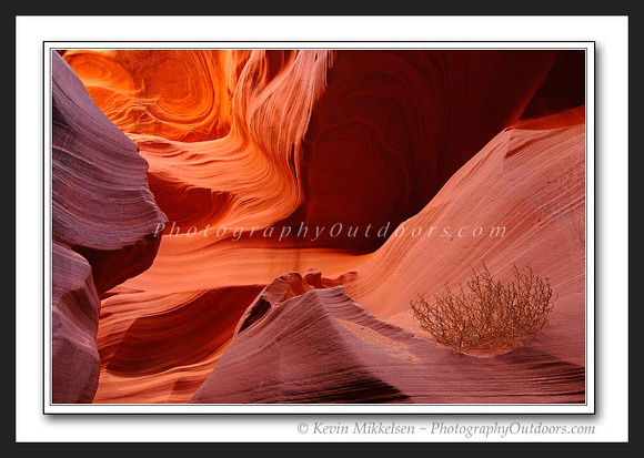 'Remnants of Life' - Antelope Slot Canyon