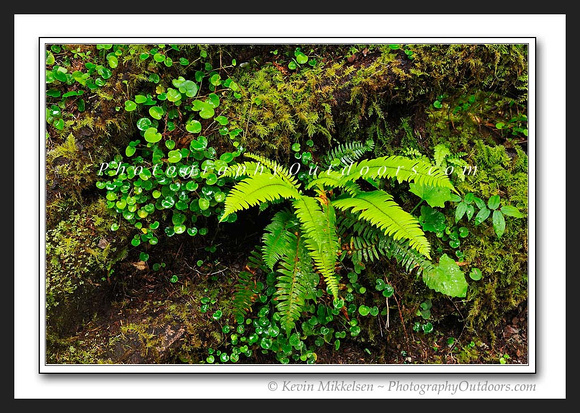 'Ferns and Things' - Jedediah Smith Redwoods, CA