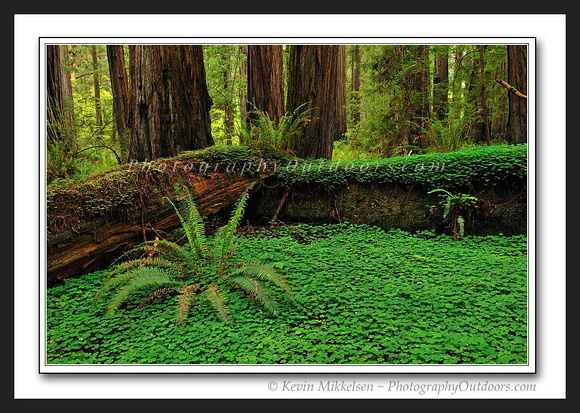 'Forest Undergrowth' - Jedediah Smith Redwoods, CA
