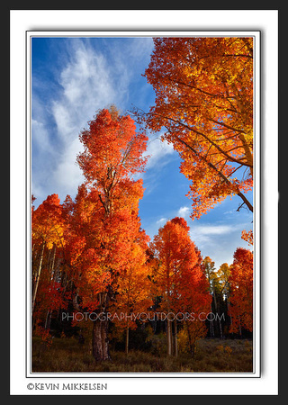'Amazing Autumn' ~ Dixie Nat'l Forest