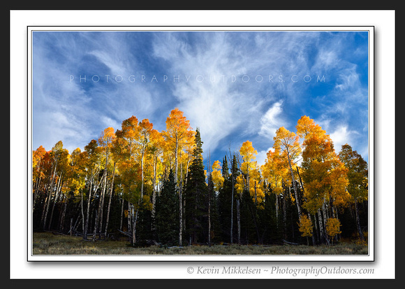'Aspens and Clouds' ~ Dixie Nat'l Forest