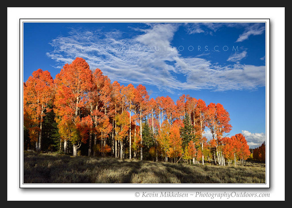 'Ultimate Autumn' ~ Dixie Nat'l Forest