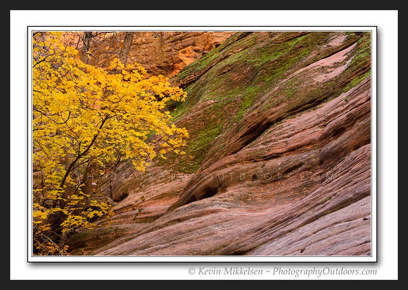 'Mossy Autumn Waves' ~ Hidden Canyon/Zion N.P.