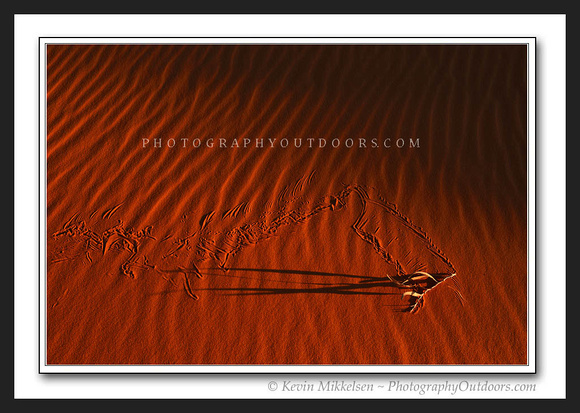 'Dune Shadow' ~ Coral Pink Sand Dunes