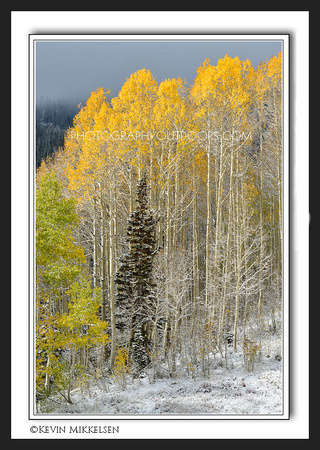 'Frosted Gold' ~ Uinta Nat'l Forest