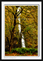 'Horse Tail Autumn' ~ Columbia River Gorge