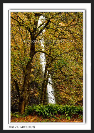 'Horse Tail Autumn' ~ Columbia River Gorge